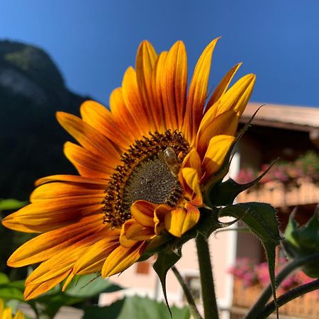 Cesa Mandi E Miky Appartement Canazei Buitenkant foto